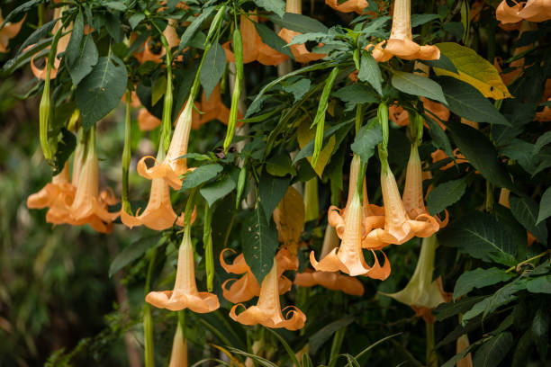 Angel Trumpet flower in a Garden Angel Trumpet flower in a Garden angel's trumpet flower stock pictures, royalty-free photos & images