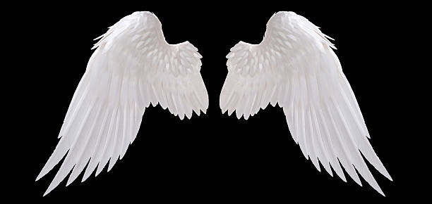 angel wing white angel wing isolated angel stock pictures, royalty-free photos & images
