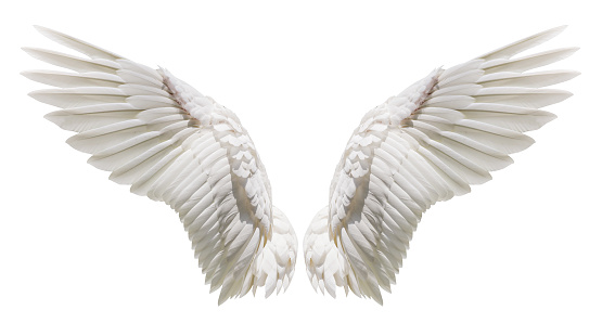 Angel wings, Natural black wing plumage with clipping part