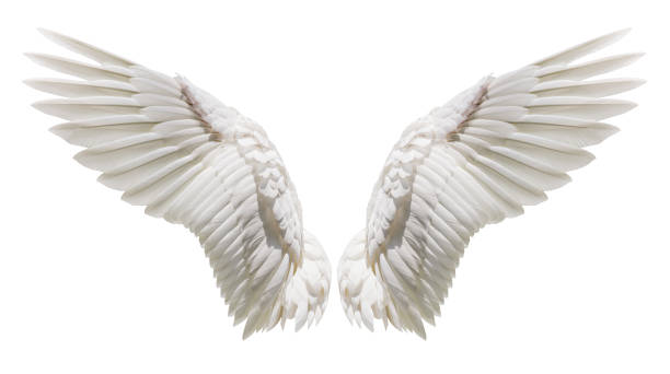 Angel wings, Natural plumage wing Angel wings, Natural white wing plumage with clipping part animal wing photos stock pictures, royalty-free photos & images