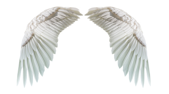 Angel Wings Natural White Wing Plumage Isolated On White Background ...