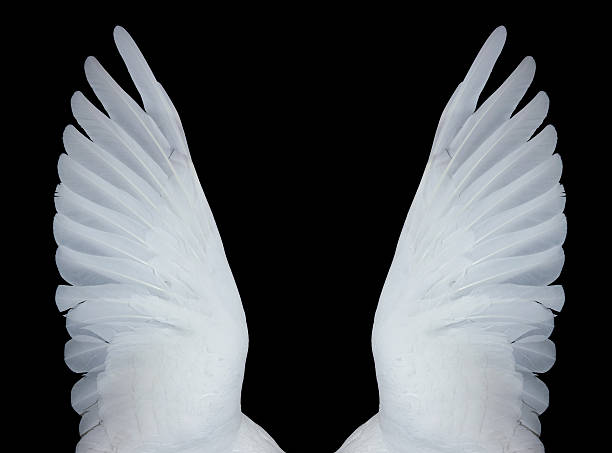 Angel wings, XXXL Wings of a white dove, spread in flight, on black background. Other images in:  dove bird stock pictures, royalty-free photos & images