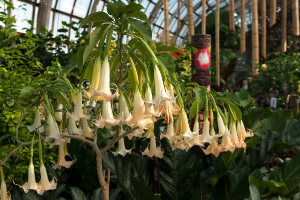 Angels Trumpet at Lincoln Park Conservatory AngelsTrumpet is one of many tropical plants can be seen at Victorian era Lincoln Park Conservatory angel's trumpet flower stock pictures, royalty-free photos & images