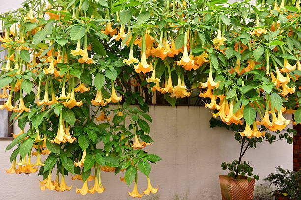 Angel’s Trumpet / Brugmansia Angel’s Trumpet refers to two types of gorgeous flowers: Brugmansia, a woody perennial with drooping, pendulous and trumpet-shaped flowers that produce a strong fragrance especially in the evening and Datura, a lovely annual with fragrant, upward-facing blooms. The flowers come in a variety of colors of white, pink, orange and yellow. angel's trumpet flower stock pictures, royalty-free photos & images