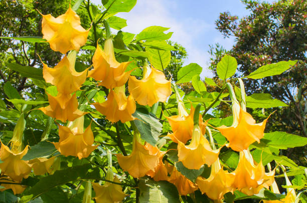 Angels trumpet/ Datura flowe Angel's Trumpet (Datura arborea)  in the garden angel's trumpet flower stock pictures, royalty-free photos & images