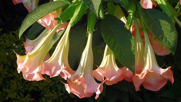 Angel’s Trumpet Flower Toxic Angel’s Trumpet Flower. Also known as Brugmansia, angel star, tree datura, datura, trumpet flower, and horn of plenty, Brugmansia are large shrubs or small trees. angel's trumpet flower stock pictures, royalty-free photos & images