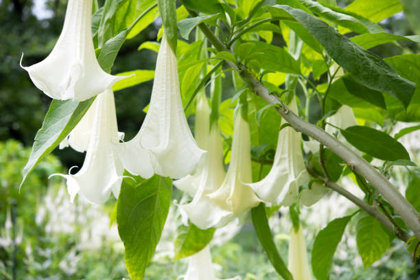 Angel's Trumpet Angel's Trumpet angel's trumpet flower stock pictures, royalty-free photos & images