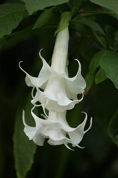 Angels Trumpet White Angel's Trumpet flower photo angel's trumpet flower stock pictures, royalty-free photos & images