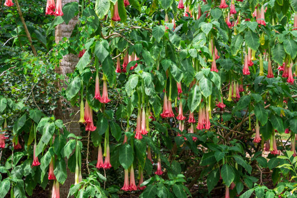 Angel's trumpet (Brugmansia insignis) pink flowers - Florida, USA An Angel's trumpet plant angel's trumpet flower stock pictures, royalty-free photos & images