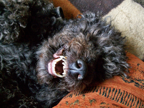 Верхний ряд зубов у той пуделя фото Верхний ряд зубов у той пуделя фото