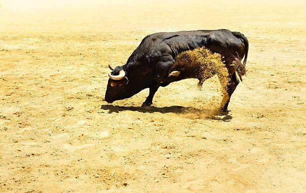 Angry bull in arena stock photo