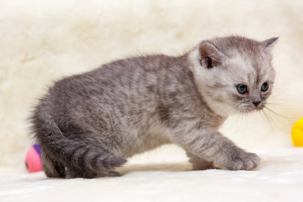 Angry kitten, gray smoky British young cat stock photo