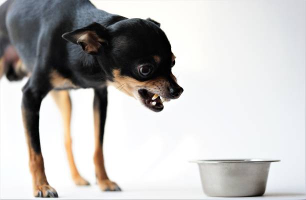 Angry litlle black dog of toy terrier breed protects his food in a metal bowl on a white background.Close-up. Angry litlle black dog of toy terrier breed protects his food in a metal bowl on a white background. snarling stock pictures, royalty-free photos & images