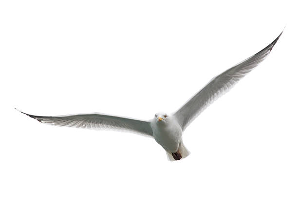Angry looking white seagull flying toward camera A herring gull isolated on a white background. seagull stock pictures, royalty-free photos & images