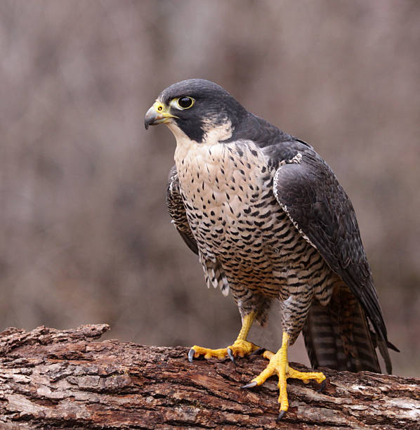 Angry Peregrine Falcon stock photo