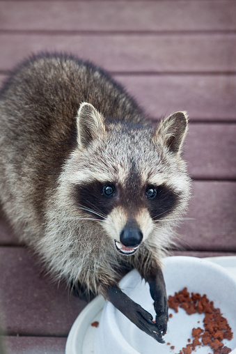 angry raccoon stealing cat food picture id466725064?k=20&m=466725064&s=170667a&w=0&h=PVYerhq7SbBn54auL7uOhhxK5 TtbhQ9b