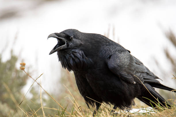 Angry raven screaming on Hayden Valley at Yellowstone National Park stock photo