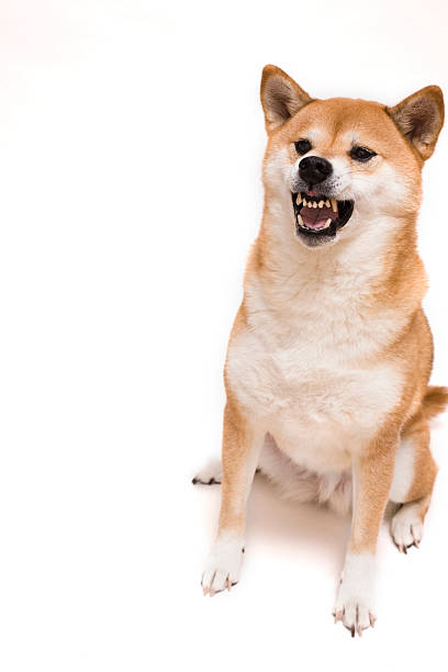 Angry Shiba Inu isolated on white stock photo