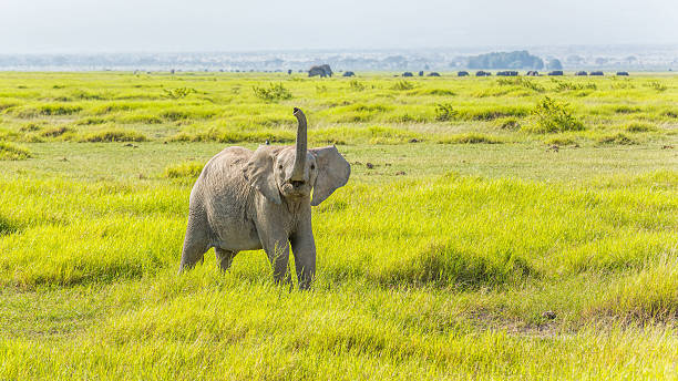 Angry Young African Elephant at Amboseli stock photo
