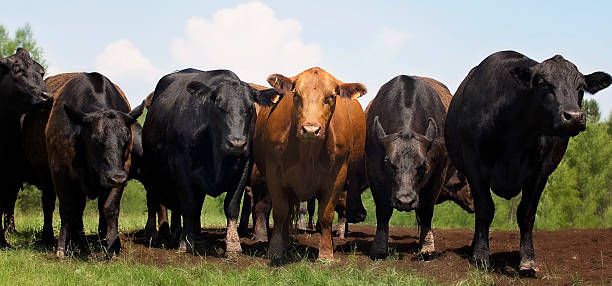 Angus beef cows Angus beef cows lined up in a row.  Springtime in Wisconsin. beef cattle stock pictures, royalty-free photos & images