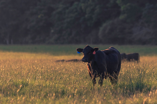 Black Angus cow stands in a field of tall ryegrass while backlit by golden hour sunlight with negative space to the left.
