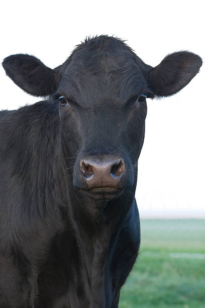 Angus Cow Angus heifer looking at camera. beef cattle stock pictures, royalty-free photos & images