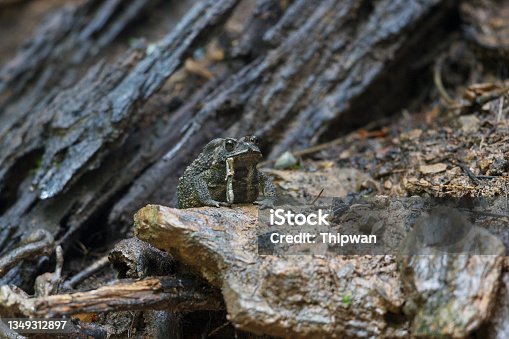 istock Animal : adult toad 1349312897