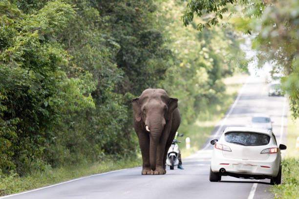 tier: asiatischer wilder elefant - motorrad fluss stock-fotos und bilder