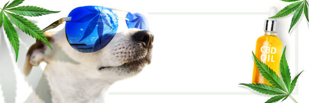 Animal CBD Oil. Concept. Dog in sunglasses, which reflects a leaf cannabis. marijuana. Hemp leaves and bottle CBD Oil stock photo