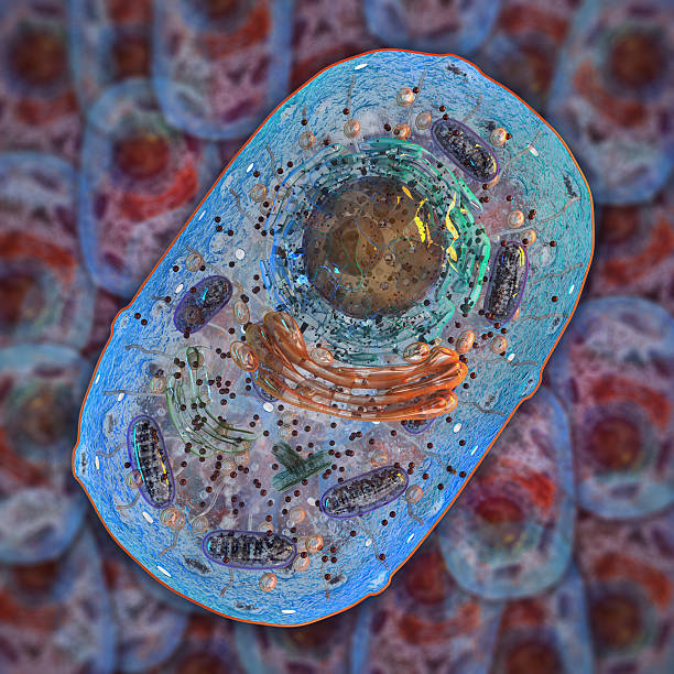 Animal cell. Internal structure Animal cell. Internal structure. 3d illustration.  endoplasmic reticulum stock pictures, royalty-free photos & images