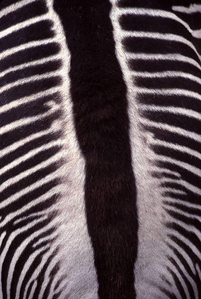 Animal Coat - Zebra Stripes from Above, a Closer Look stock photo
