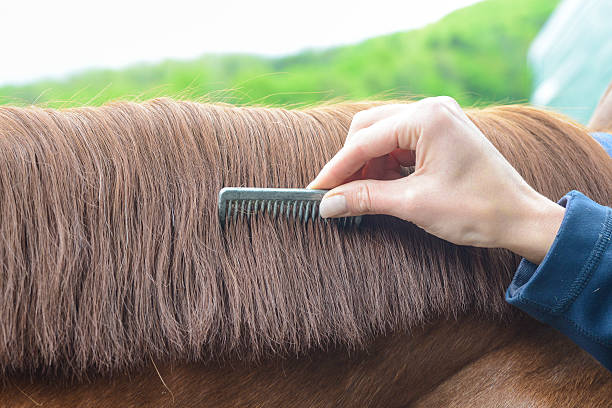 animal combing - combing the mane - clean saddle bildbanksfoton och bilder