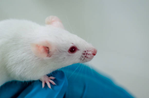Animal experiments with mice model stock photo