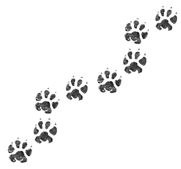 Animal footprint isolated on white background  paw stock pictures, royalty-free photos & images