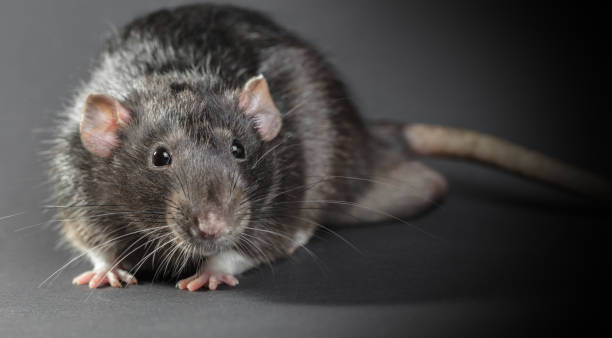 Best Rat Face Stock Photos, Pictures & Royalty-Free Images ...