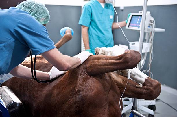 Animal Hospital Animal Hospital.  horse mask photos stock pictures, royalty-free photos & images