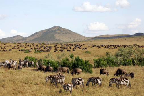 Zebras at Maasai Mara parkland located on the border of Kenya, Uganda and Tanzania. See my other photos from Kenya:  http://www.oc-photo.net/FTP/icons/kenya.jpg