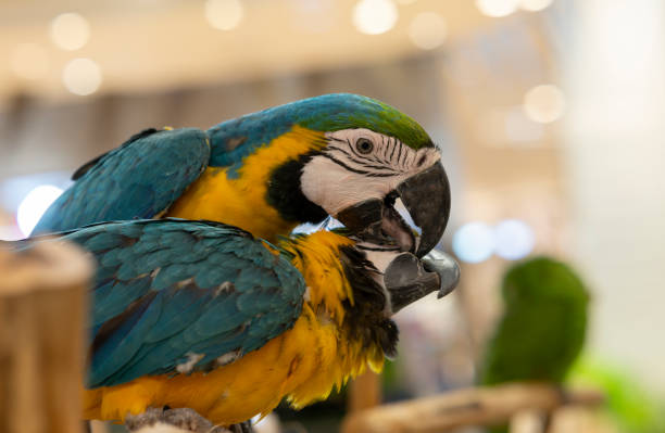 Animal, macaw parrot on a log Stock Picture stock photo