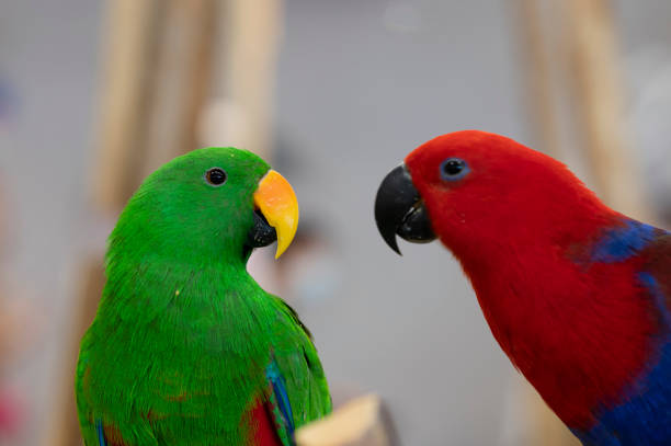 animal, red and green parrot stock photo