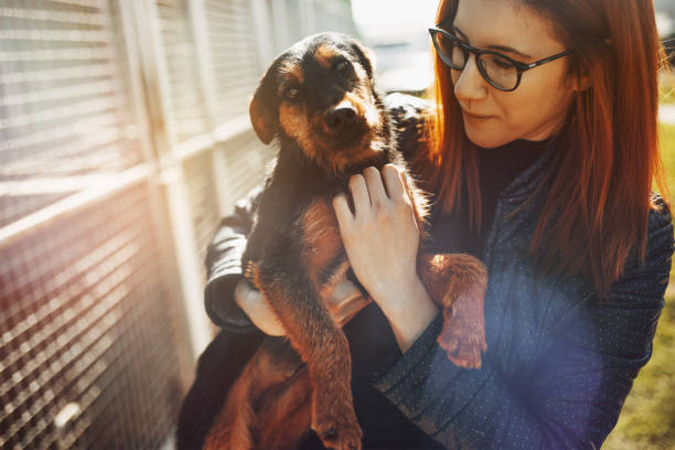 Animal shelter Young woman in dog shelter. rescue stock pictures, royalty-free photos & images