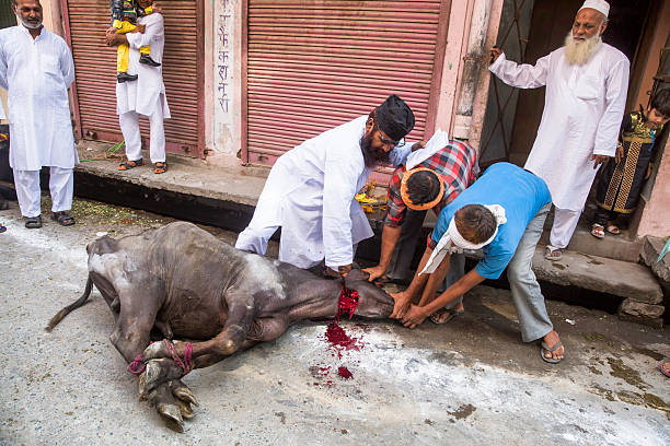 Baheri, Bareily, Uttar Pradesh, India - September 25, 2015: Animals being sacrificed to mark Eid Ul-Adha. Picture shows 3 men grab holding a buffalo and cutting its throat in the traditional Islamic manner. Blood is seen flowing by its side. Onlookers stand behind them.