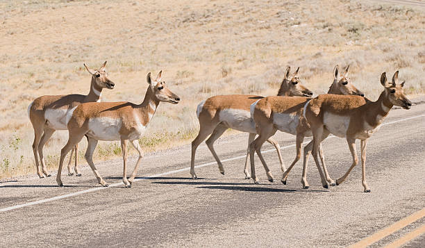 Animals Crossing The Street stock photo