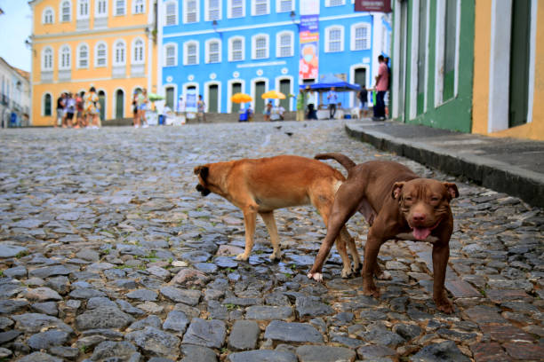 Sex girl in Salvador dog Dog Collars