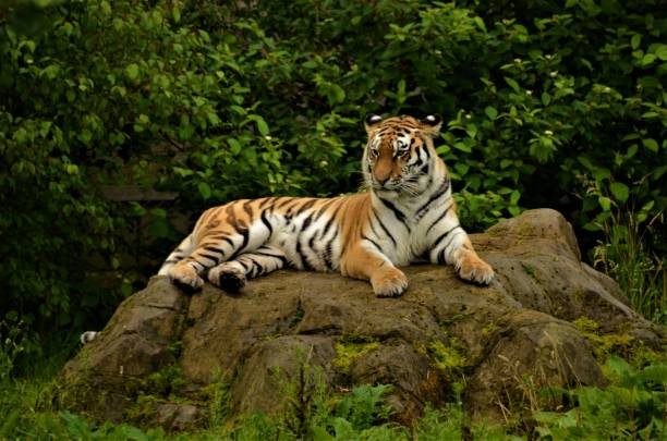 Animals in Captivity - Tiger A view of a tiger sitting on a rock in a wildlife park enclosure. animals in captivity stock pictures, royalty-free photos & images
