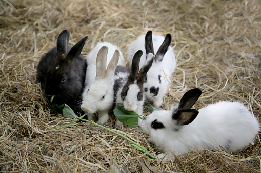 Rabbits in petting zoo.