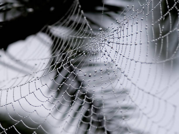 Animals - Spider Web stock photo