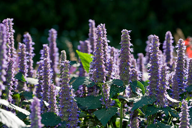 Anise hyssop (Agastache foeniculum) Agastache foeniculum in morning light. anise stock pictures, royalty-free photos & images