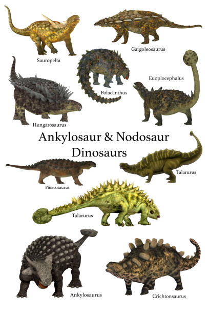 Ankylosaur & Nodosaur Dinosaurs stock photo