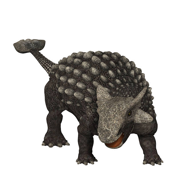 Ankylosaurus Stock Photos, Pictures & Royalty-Free Images - iStock