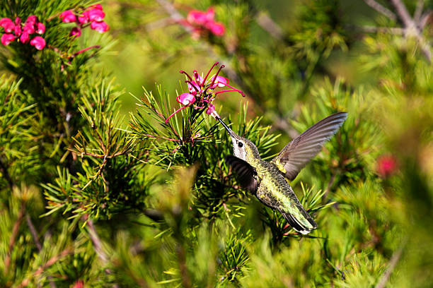 Anna's Hummingbird stock photo